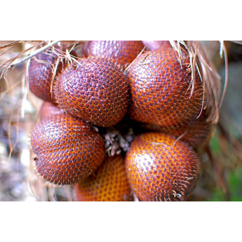 

buah salak Ireng bisa di katakan salak gula pasir