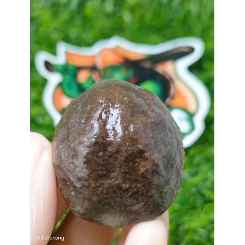 MUNCANG ADU JAYANTI JAWA VERSI MURAH