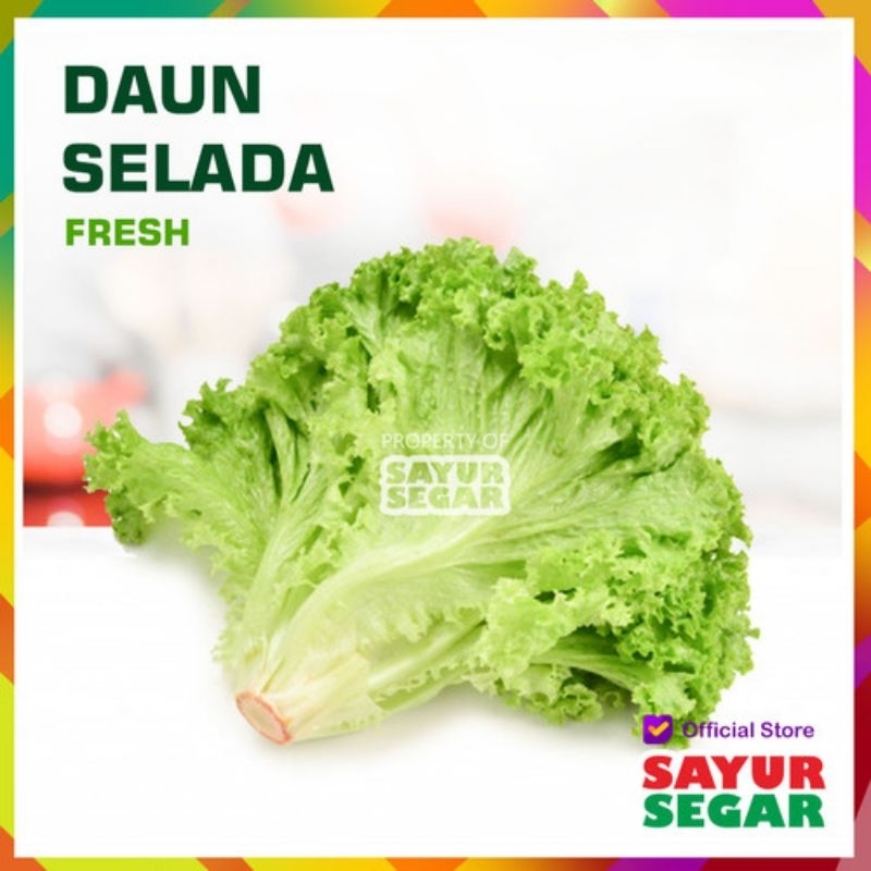 

Daun selada keriting -+250 gram