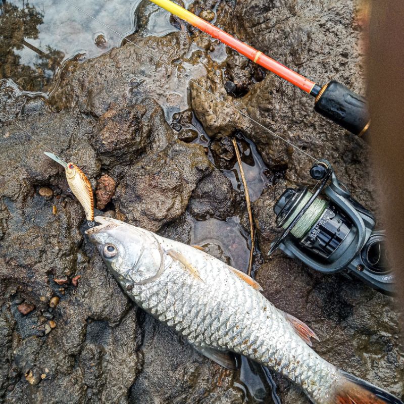 Minnow Deep 5cm ( kayu ) Umpan Hampala dan Umpan Maser DM Lure