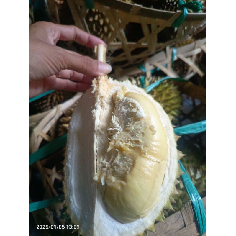 

Durian Bali Asli Jumbo BIG
