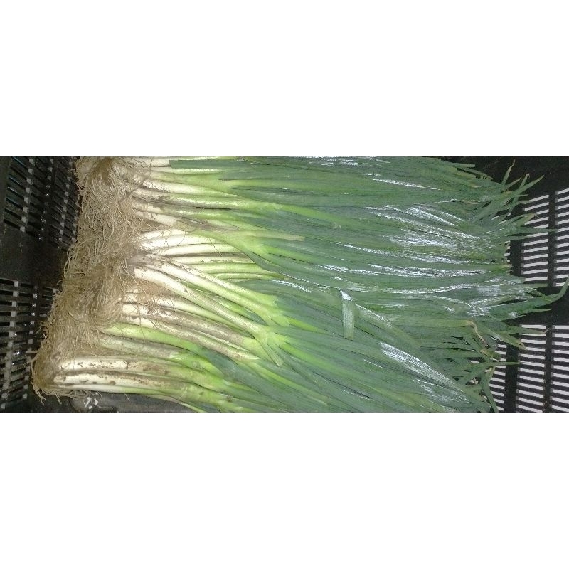 DAUN BAWANG 1kg