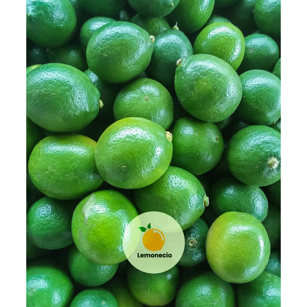 

Lemonecia Buah Jeruk Lemon Hijau California Lokal Premium Organik 1000 gr