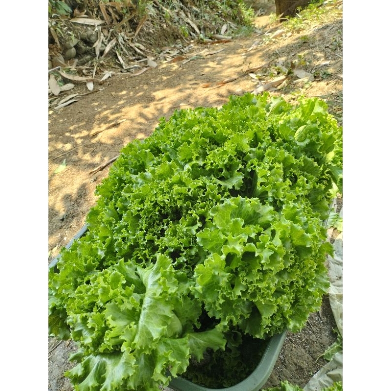 

Selada fresh hidroponik 1 kg