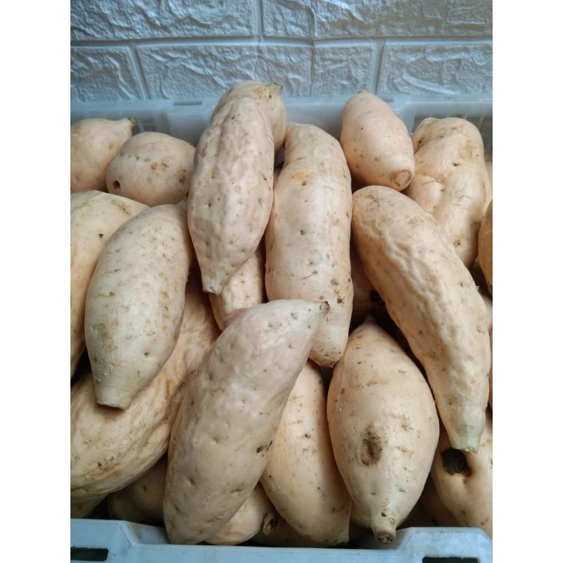

Ubi Cilembu Pres 1kg Ubi Cilembu Pul Soltir