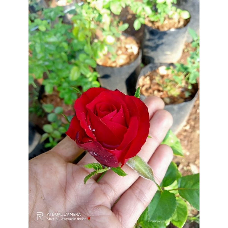 pohon mawar sexi red bunga besar wangi plant dewasa 1 pohon