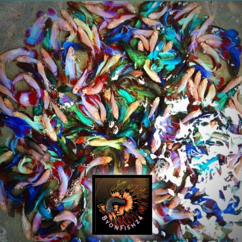 cupang burayak bibit grade A++