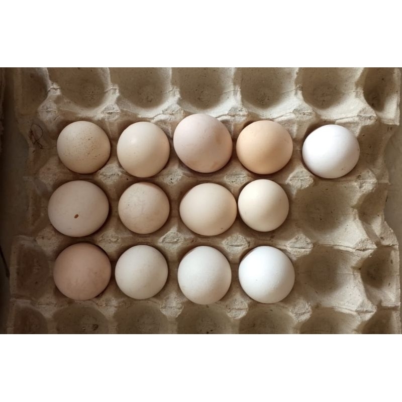 

Telur Ayam cangkang putih 1kg