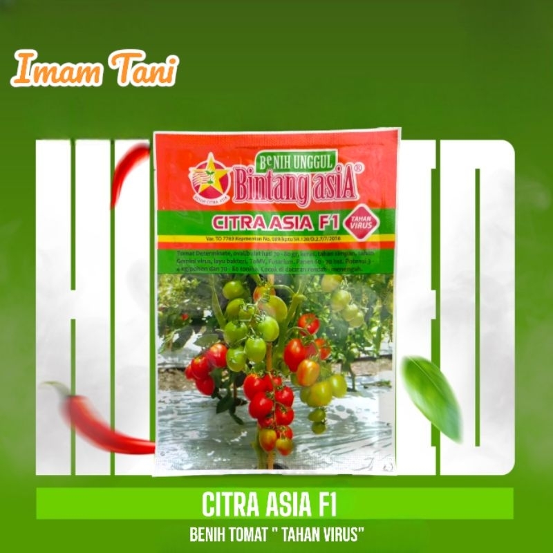 CITRA ASIA F1 5 GRM  BENIH TOMAT HIBRIDA BENIH BINTANG ASIA
