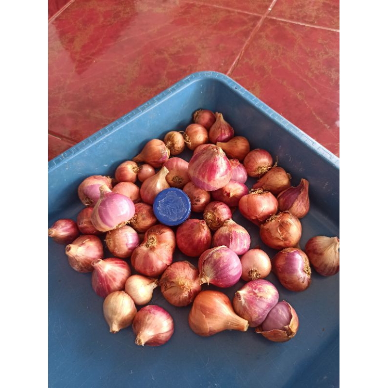 

Bawang Merah Super Besar / JUMBO 33rb