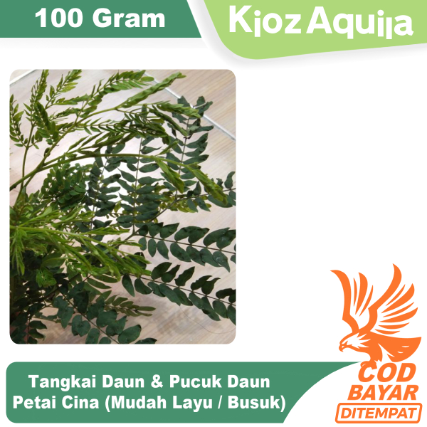 Daun Petai Cina Tua Dan Muda 100 gram obat herbal lamtoro segar fresh tanpa pestisida