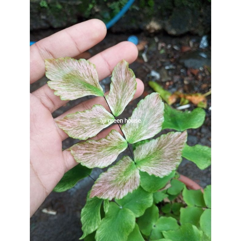 suplir varigata/suplir kupu-kupu varigata/tanaman hias/tanaman indoor/outdoor/tanaman koleksi