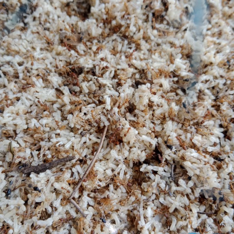 Kroto cepu, kroto jawa ,  kering tidak bersih, ( harga setengah ons)