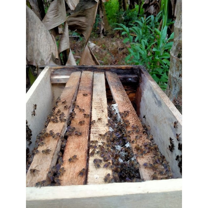 Bibit Lebah Apis Cerana