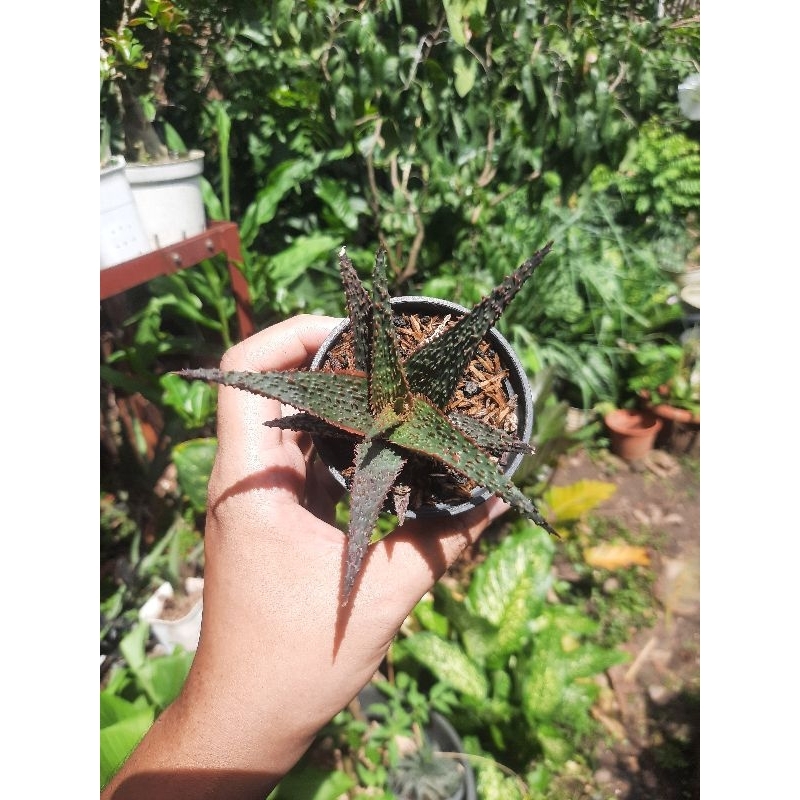 aloe hybrid tct dark night