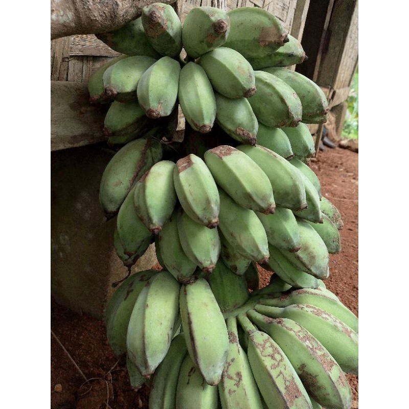 

pisang kepok 1 kg