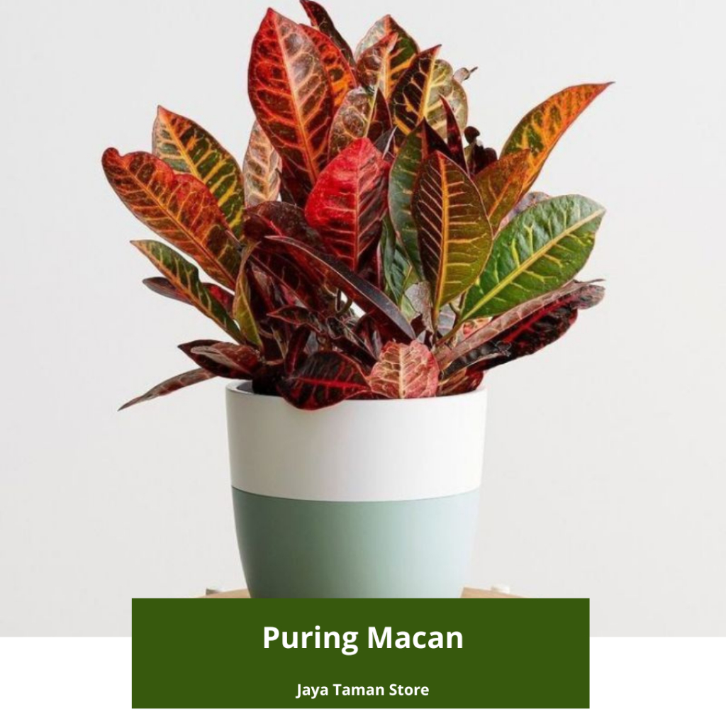 Promo COD!!! Tanaman Hias Puring Macan / Pohon Puring Macan Murah