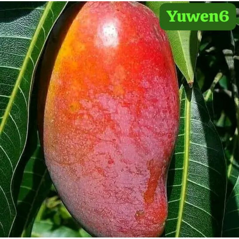 

bibit mangga yueng/yuen