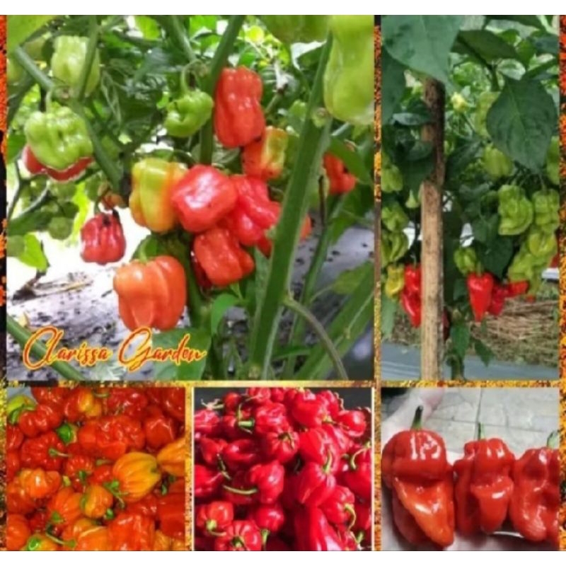6 biji benih bibit Cabe Toraja cabe Katokkon super pedas