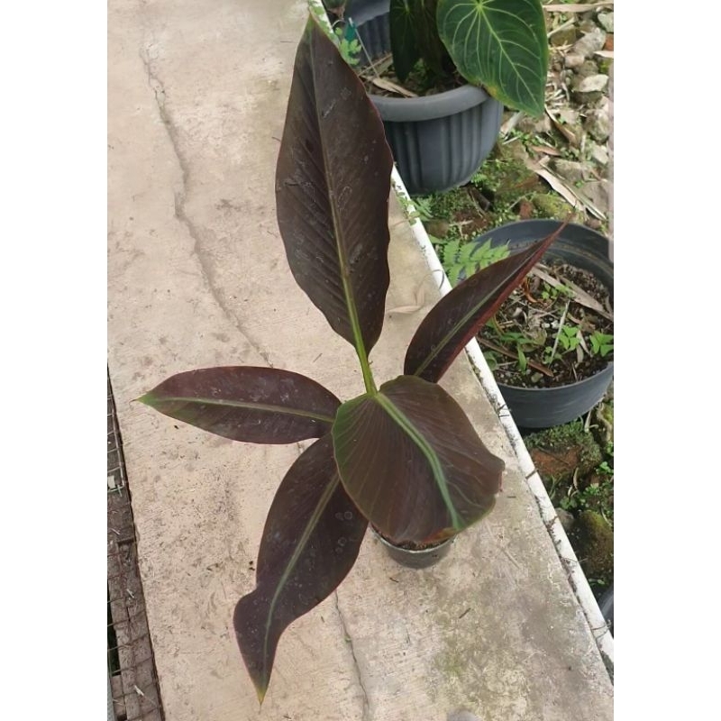 

pisang black pesanan