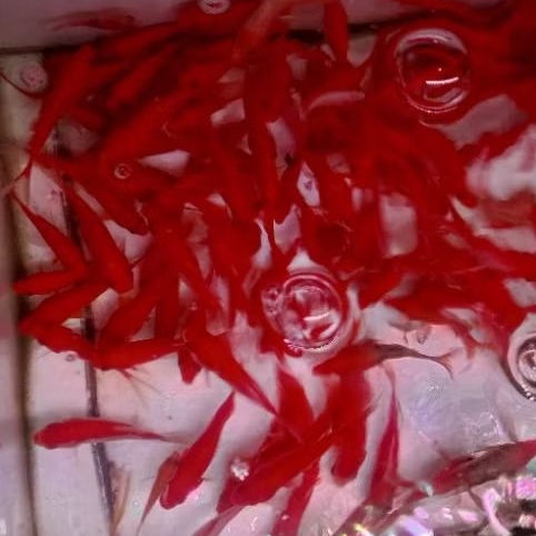 Ikan Mas pakan ikan predator