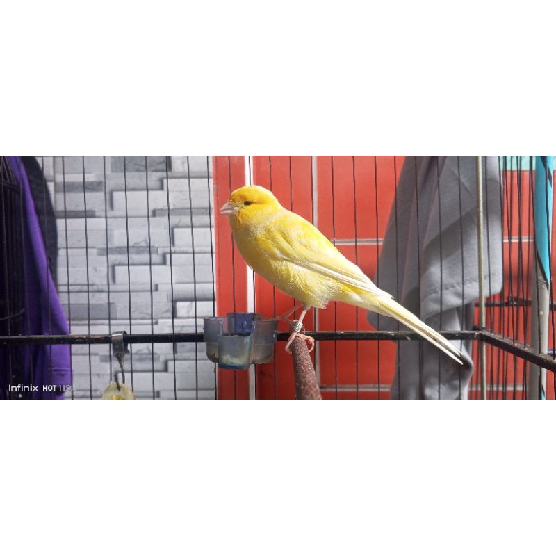 kenari f2ys big gacor dorr