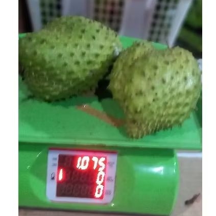 

SIRSAK/MULWO/DURIAN BELANDA TUA PERKILO/Kalau besaar per buah DIKIRIM MENTAH BIAR AMAN