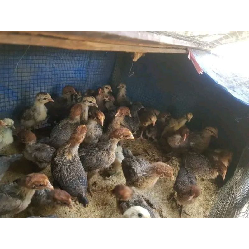 Ayam Arab Petelur Betina Asli Umur 3 Mingguan (Harga Satuan)