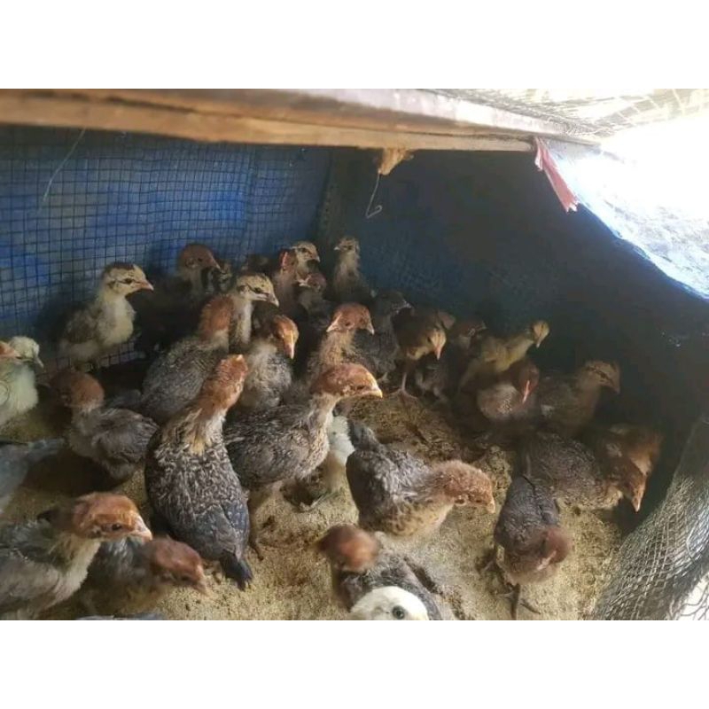 Ayam Arab Jantan Umur 3 Mingguan (Harga Satu Ekor)