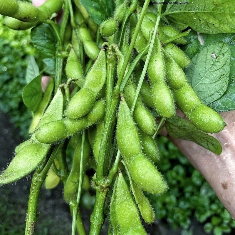 5 Biji Benih Edamame Bibit Kedelai Jepang Unggul