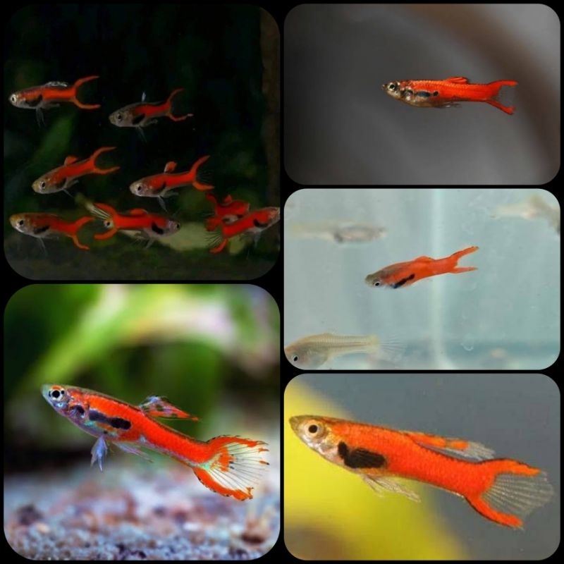 ikan guppy endler red scarlet untuk aquarium dan aquascape