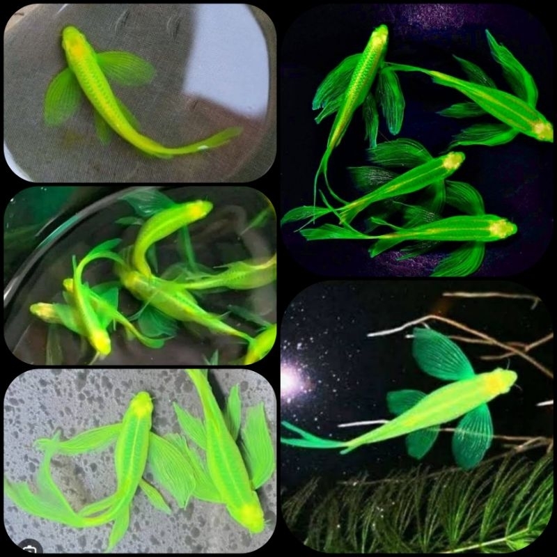 ikan green danio zebra slayer untuk aquarium dan aquascape