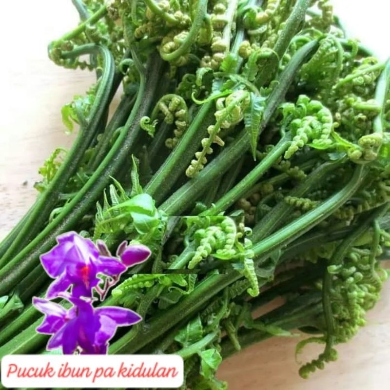 

pakis sayur/250g