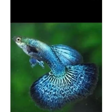Hiasan_aquarium_Guppy_green_dragonhalfmoon_1pasang