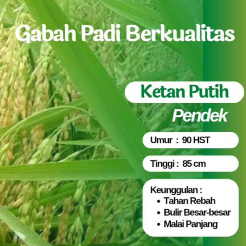 Gabah Ketan Grendel Benih Padi Ketan Putih Batang Pendek