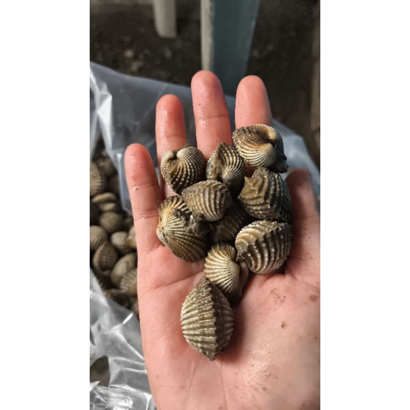 

kerang dara sedang