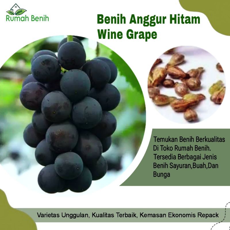 Benih Anggur Wine / Bibit Benih Wine Grape / Benih Buah Anggur / Bibit Buah Anggur / Biji Buah Anggu