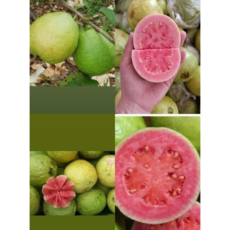 

jambu biji merah 1kg
