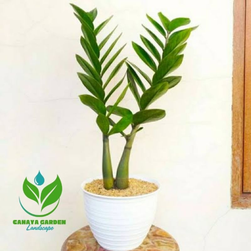 Tanaman hias zamia hijau - Dolar zamia - Dollar zamia