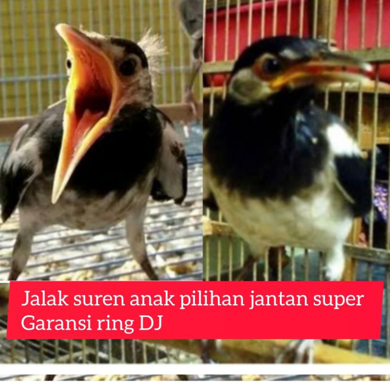BURUNG JALAK SUREN ANAK MUDA PILIHA JANTAN SUPER BERGARANSI