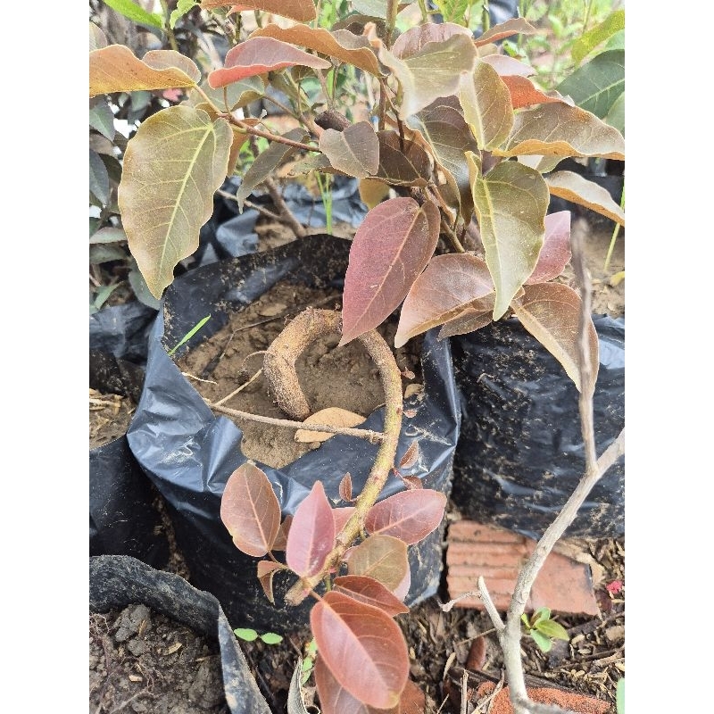 bonsai bunut pucuk merah