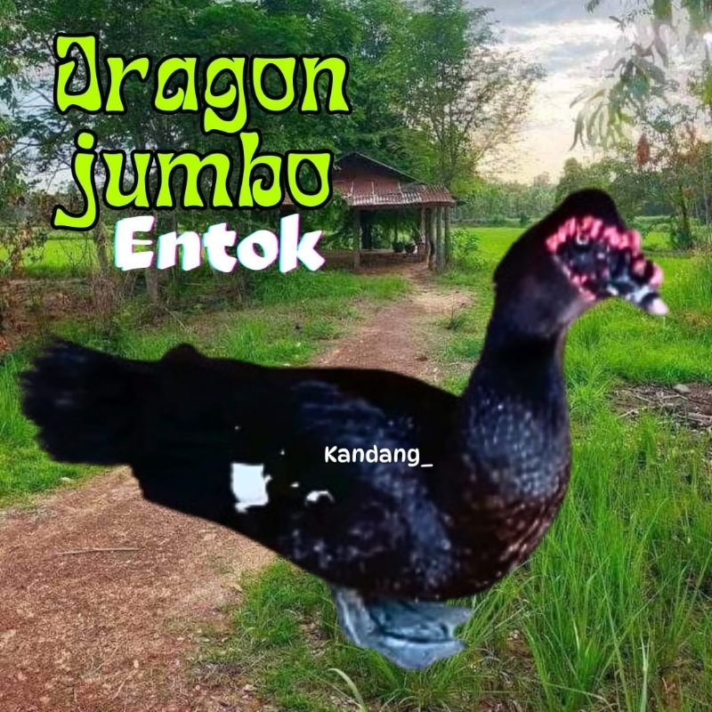 telur mentok / telur entok jumbo dragon