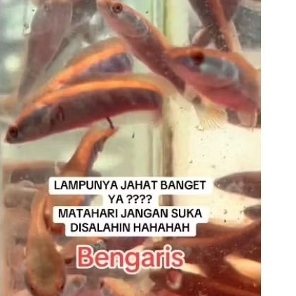 

(MINYAK GORENG) BIG BAR RED BARITO 7-8 CM 5/5