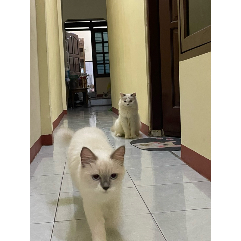 kitten Ragdoll