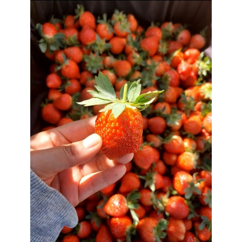 

STRAWBERRY MENCIR FRESH MURAH 1kg Grade AB Panen dadakan langsung dari kebun