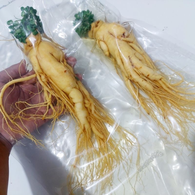 

ginseng SUPER JUMBO, ginseng fres segar
