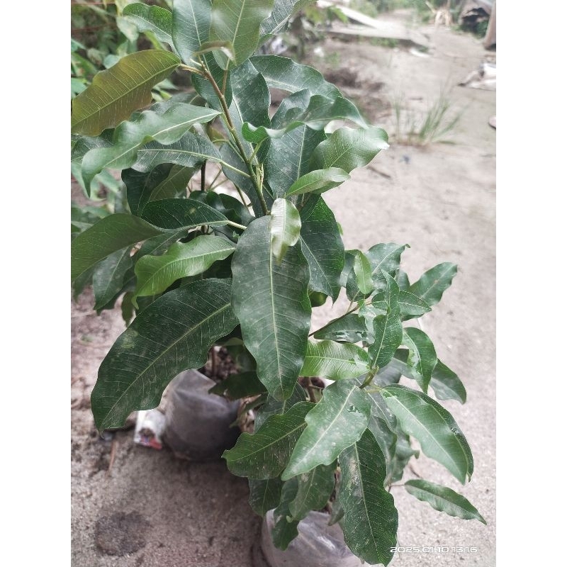 bunut merah mikro bahan stek