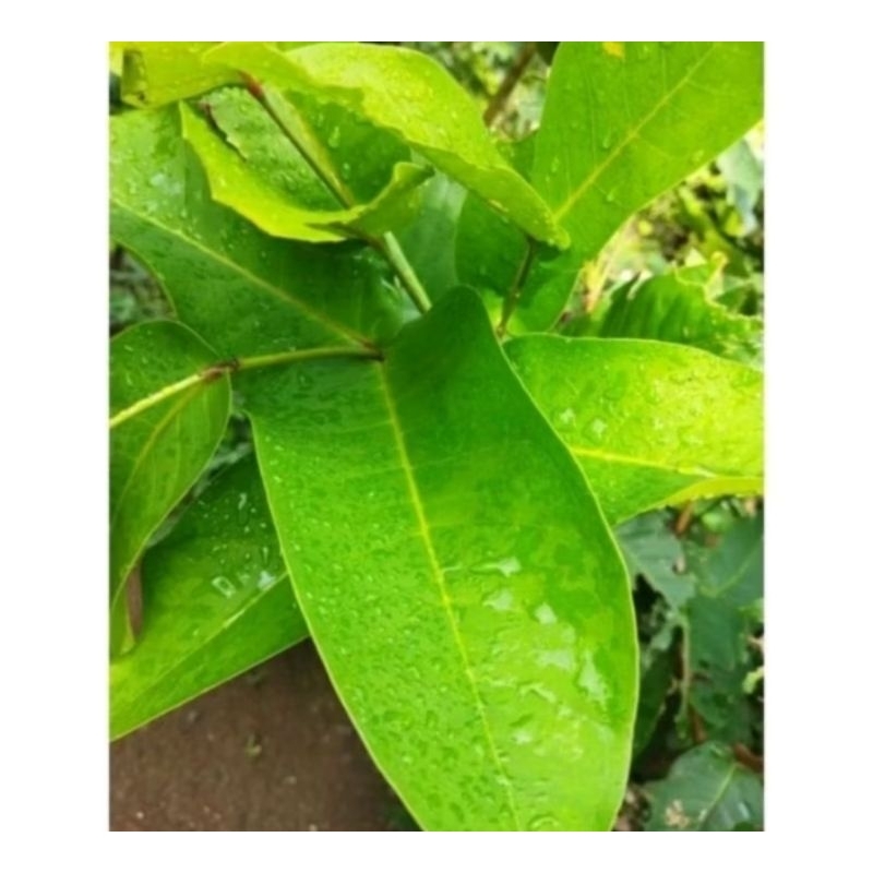 

Daun jambu air obat herbal ( 30 pcs)