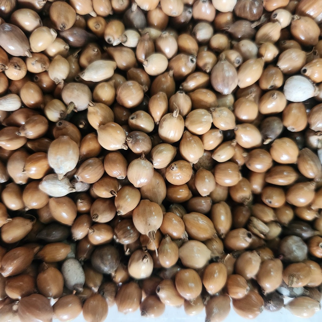 

(1kg) Biji Jali Coklat