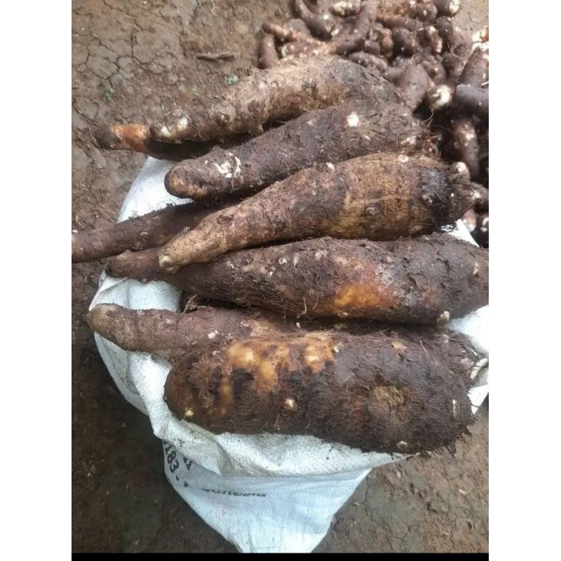 

Jual Umbi Talas Super pulen,Umbi Talas 1 kg